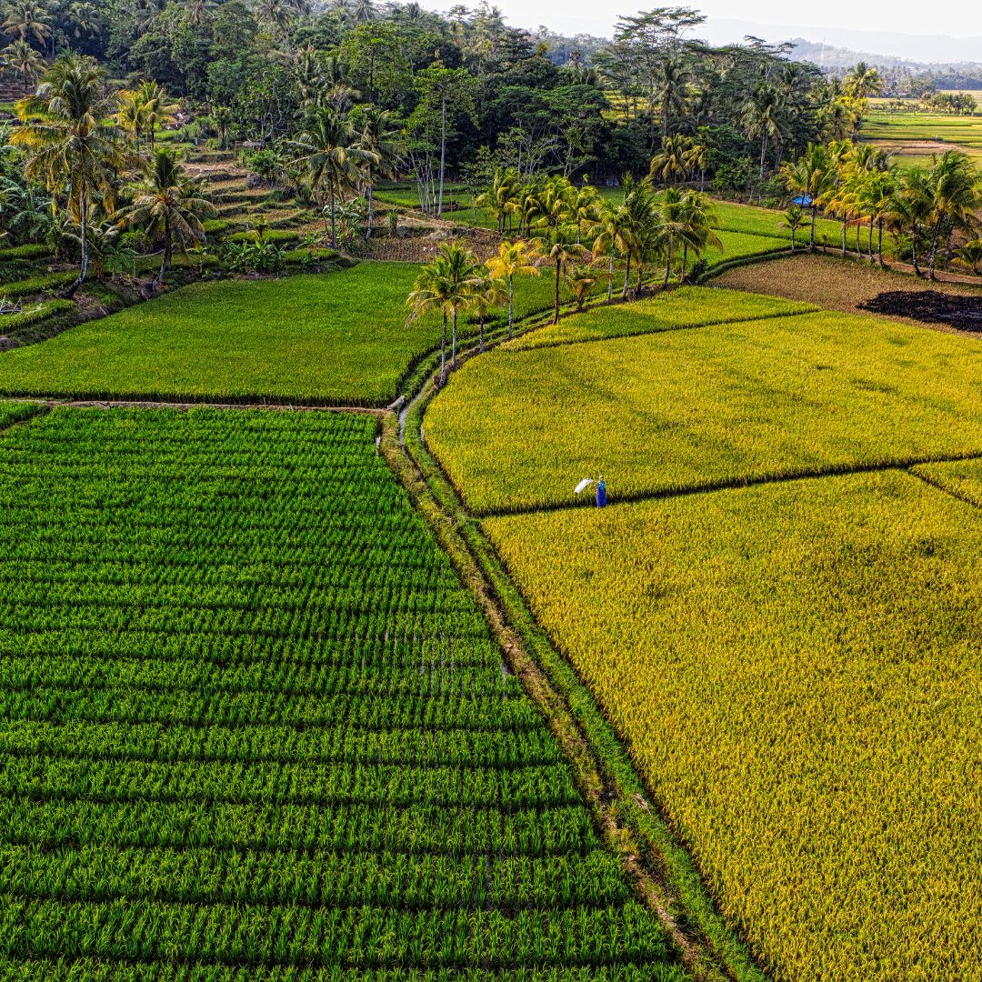 Indonesia Farm